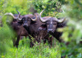The Buffalo Trio