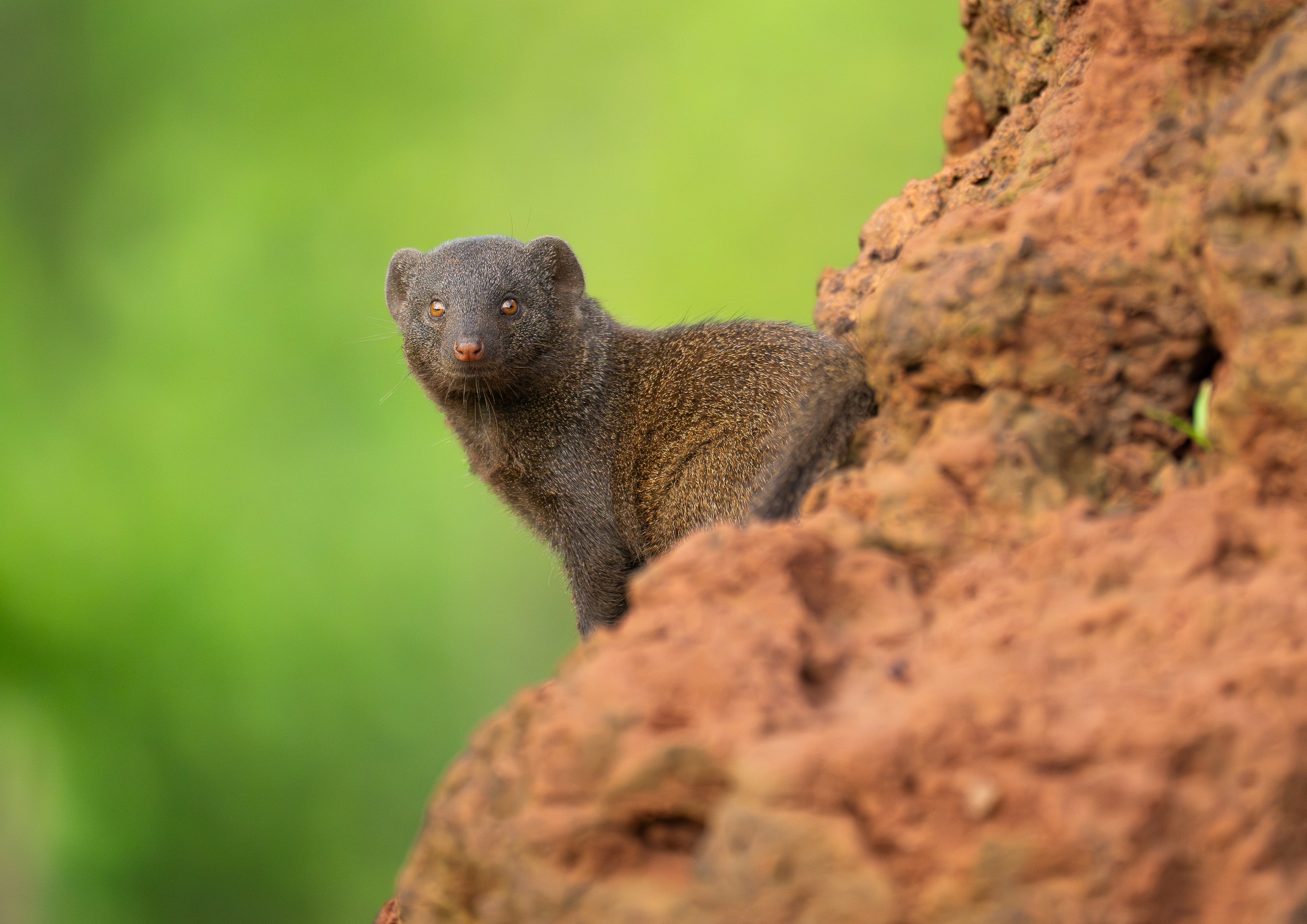 Curious Mongoose