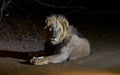 Midnight King