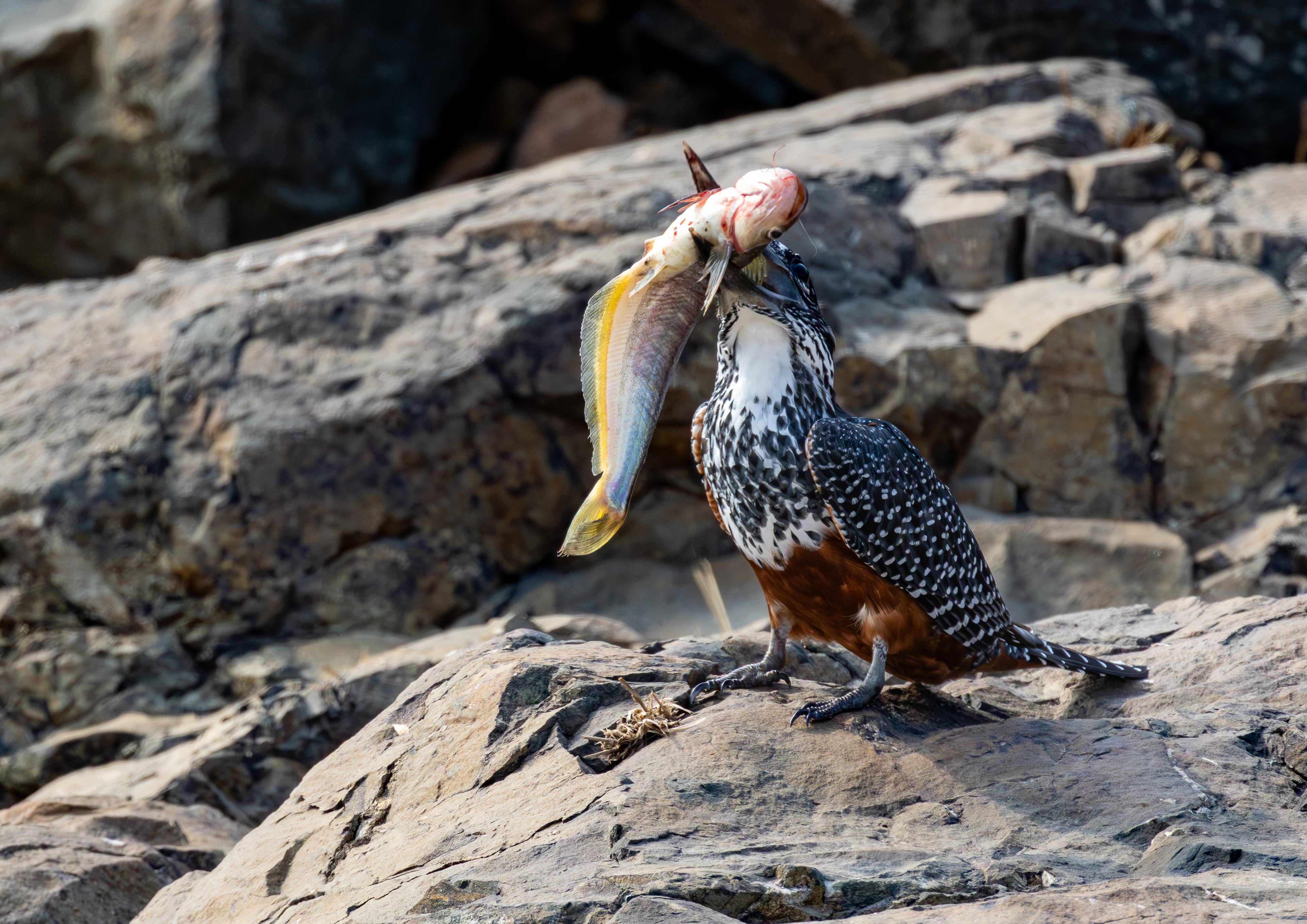 Giant Bird, Giant Fish