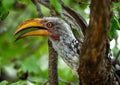 Southern Yellow-Billed Hornbill