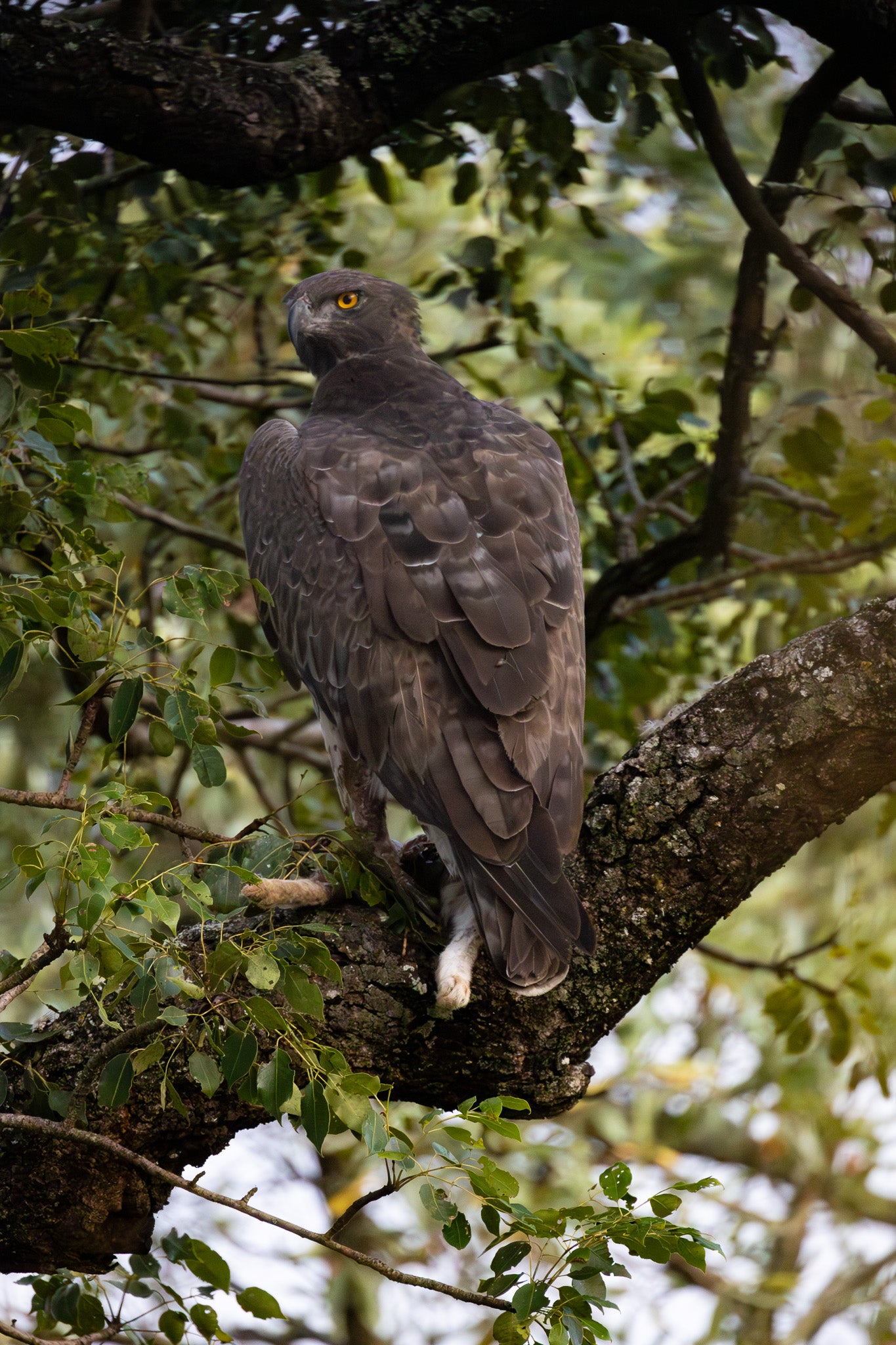 Martial Eagle at Pretoriuskop