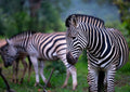 Good Morning Zebra