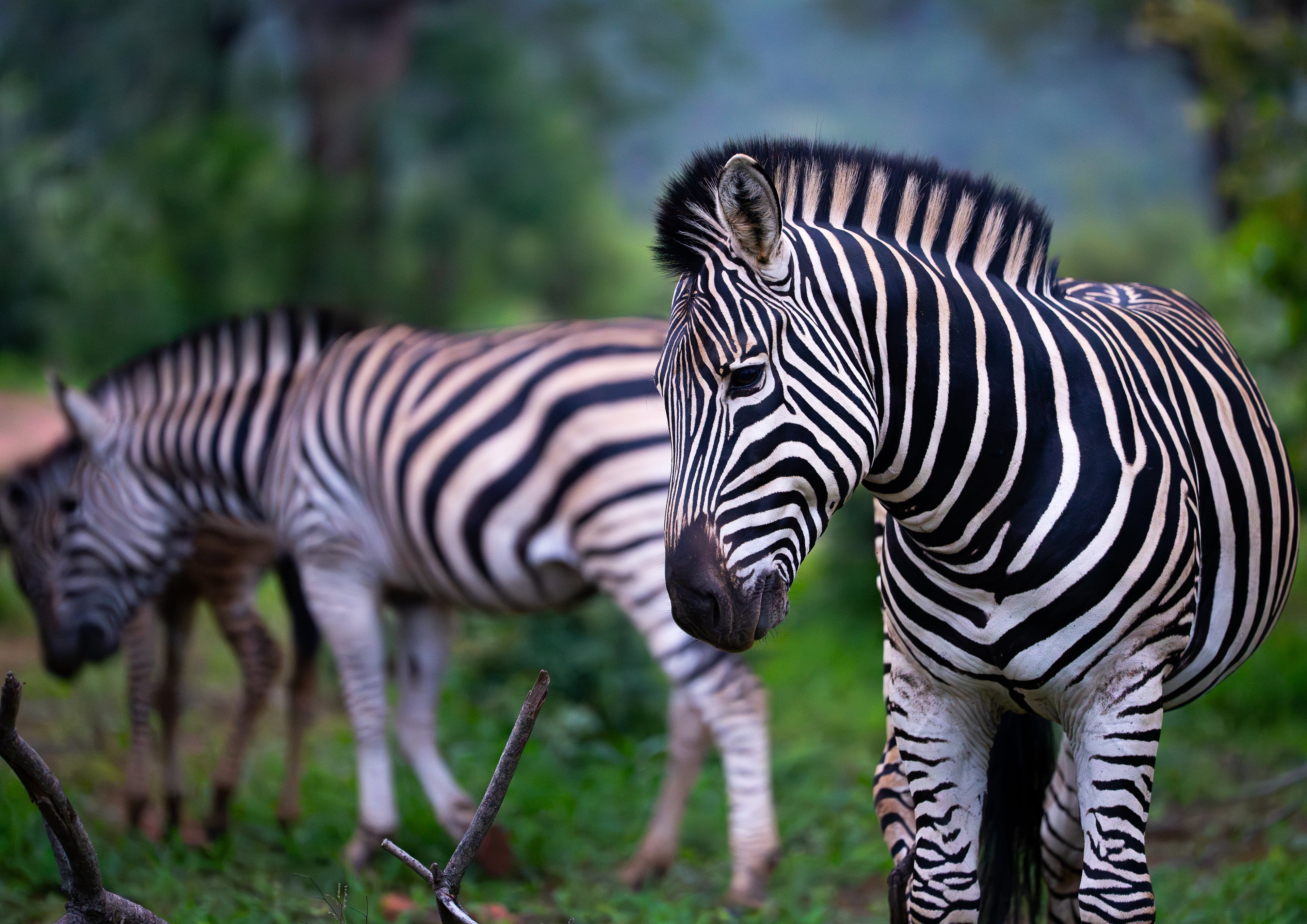 Good Morning Zebra