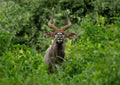 The Peeking Nyala