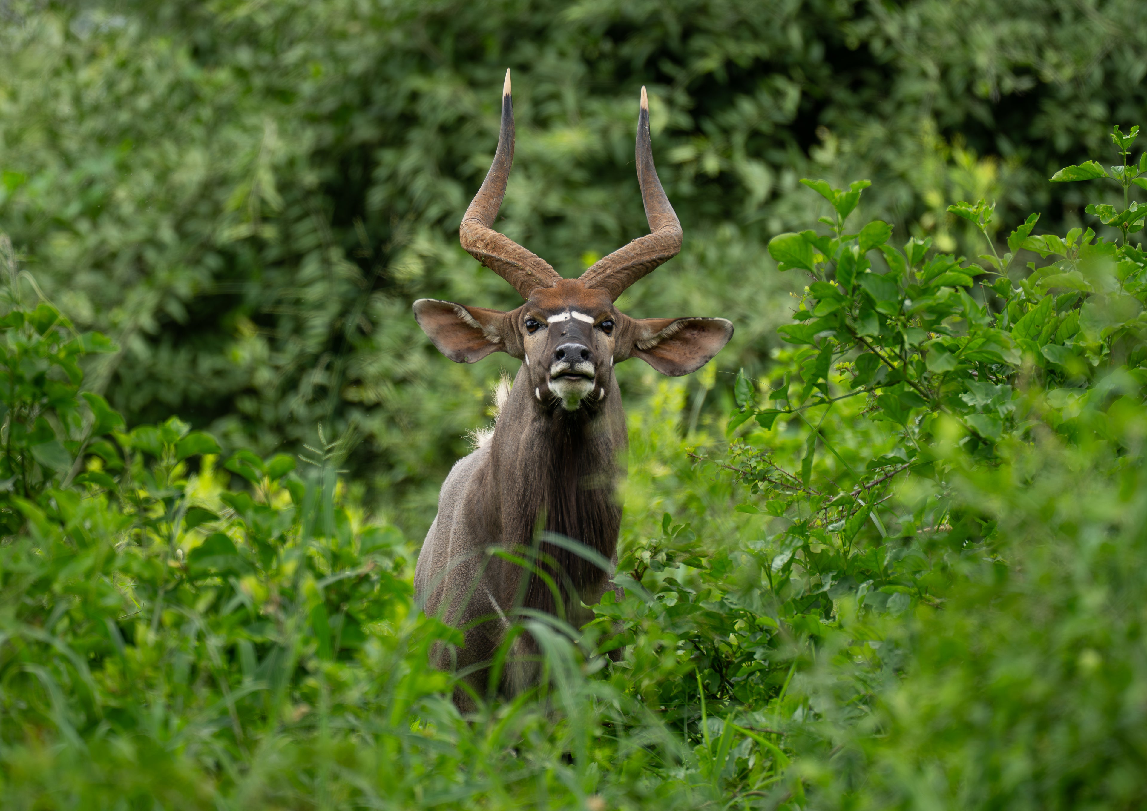 The Peeking Nyala